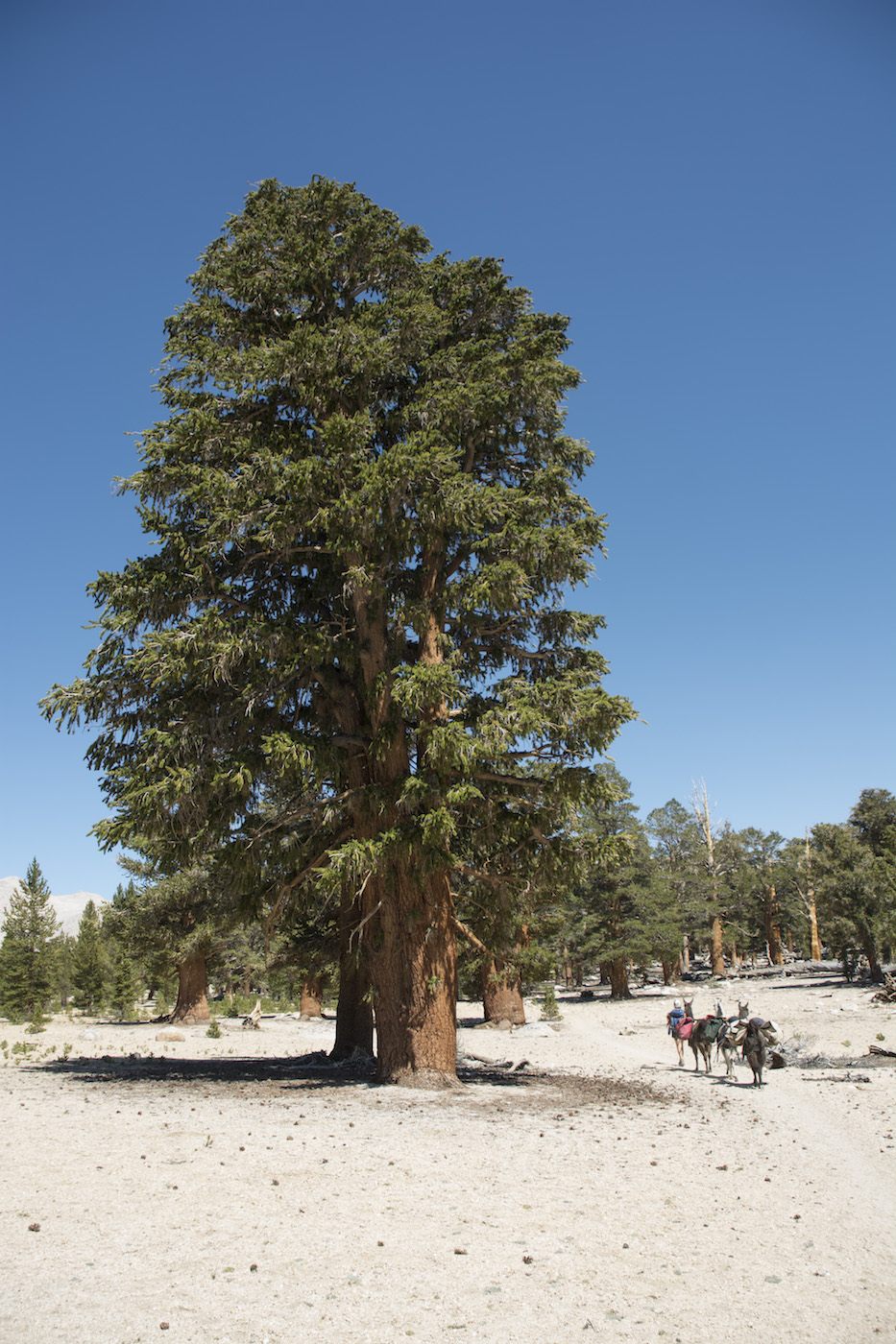 Big foxtail pine