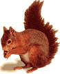 Redsquirrel.png